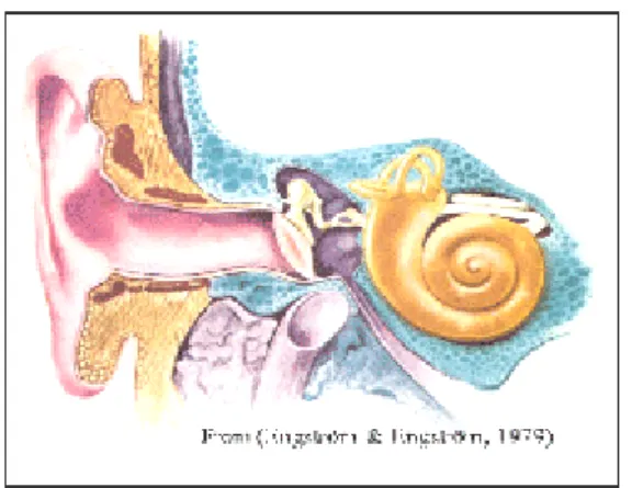 圖 2-1-3 聽覺器官 