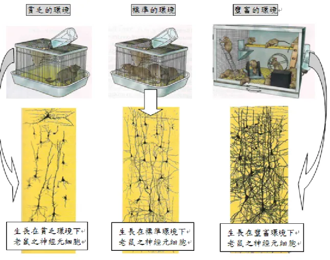 圖 2-2-1  不同環境影響學習和大腦神經元實驗 