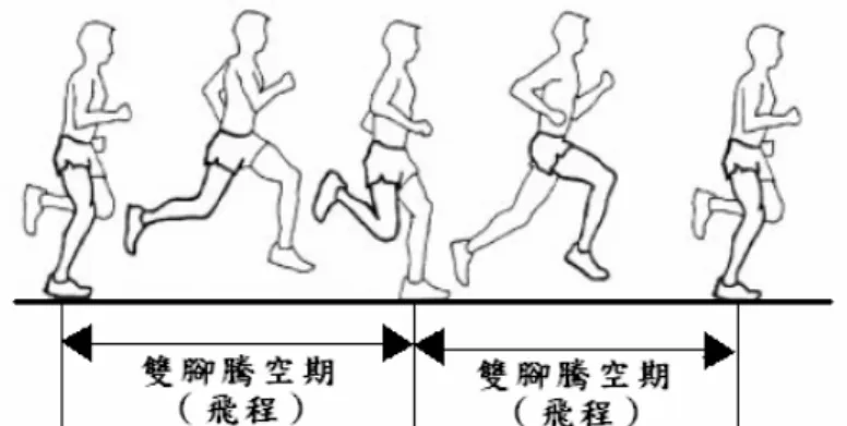 圖 2-2  跑步飛程  (Weyand, Sternlight, Bellizzi, &amp; Wright, 2000)  雖然許多實驗研究對於行走或是跑步週期的定義有所不同，但是最基本的分 類是以行走具有雙支撐期，而跑步則具有騰空期為其判定的原則。  成人由行走變成跑步的臨界速率大約 2 m/s 至 2.14 m/s 之間  (Tseh, 2000)， 且隨著前進速率的增加，下肢擺動期在整個步態週期中所佔的比率也會逐漸增 加，而支撐期所佔的比率卻會逐漸減少（圖 2-3），以行走速率 1.2 m/s 