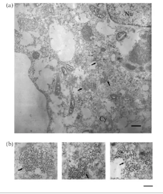 Fig. 4. Electron microscopy of DGNNV entry into SSN-1 cells. As shown in panels (a) and (b), the samples were incubated with the virus at 0 6C for 1 h, without a temperature shift