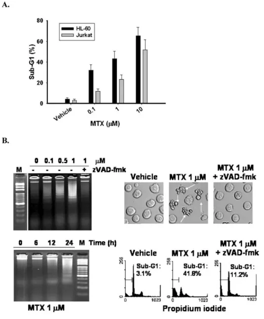 Figure 1. MTX induced caspase-dependent apoptosis in HL-60 and Jurkat T cells. HL-60 and Jurkat T cells were treated with MTX 0,