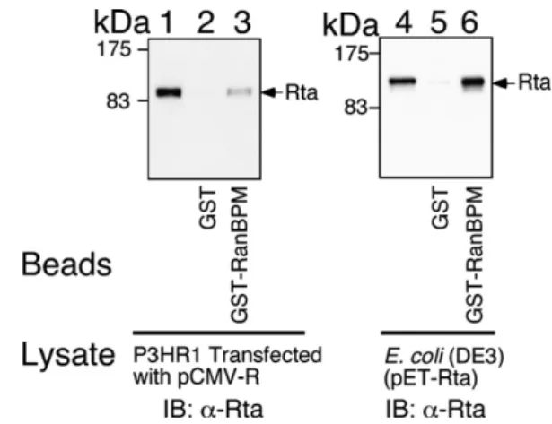Fig. 1. Interaction between Rta and RanBPM in vitro. Lysate prepared from P3HR1 cells that had been  trans-fected with pCMV-R (lanes 1–3) or from E