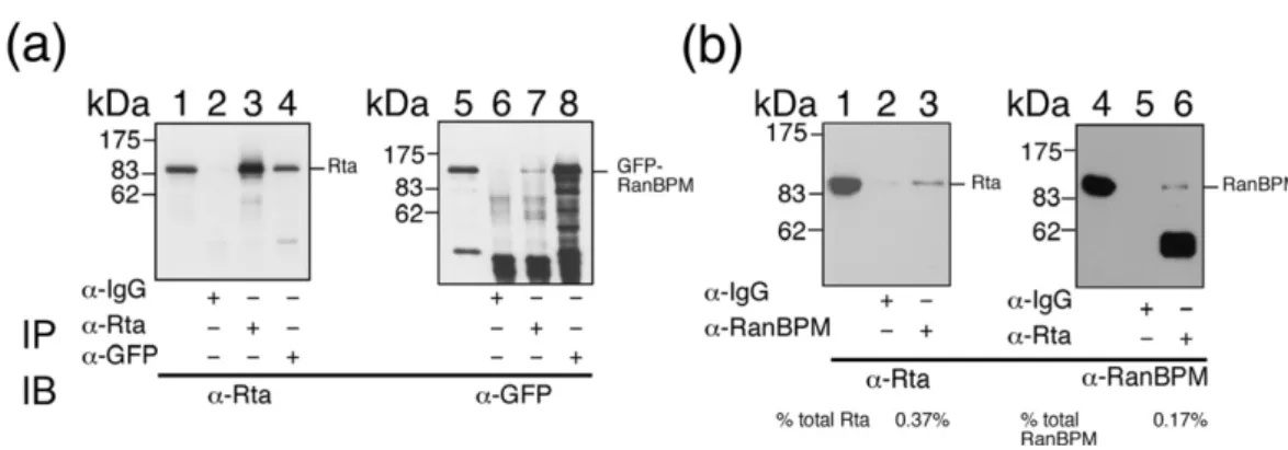 Fig. 2. Interaction between Rta and RanBPM in vivo. (a) Anti-Rta and anti-GFP antibody were added to the lysates from 293T cells that were transfected with pCMV-R and pEGFP-RanBPM