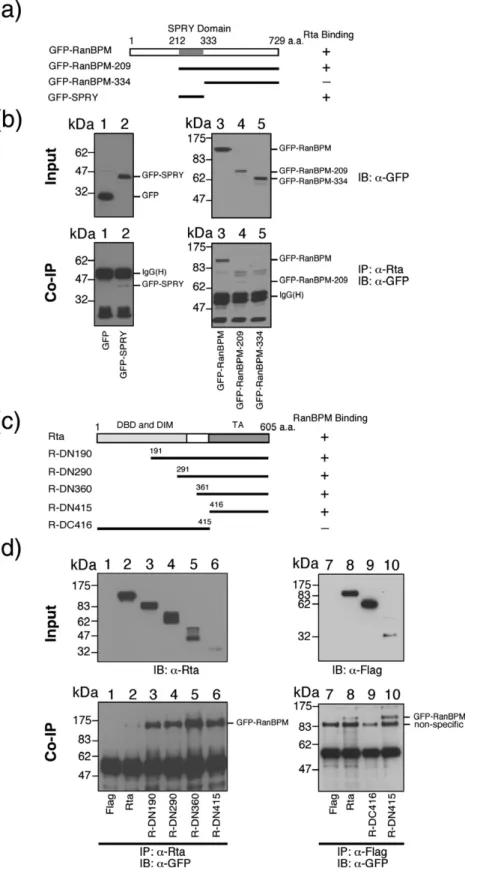 Fig. 3. Mapping the interaction domains of RanBPM and Rta. Plasmids that express deleted  GFP-RanBPM (a) including  pEGFP-RanBPM (lane 3), pEGFP- pEGFP-RanBPM-209 (lane 4), pEGFP-RanBPM-334 (lane 5), pEGFP-SPRY (lane 2) or pEGFP-C1 (lane 1) were  cotrans-f
