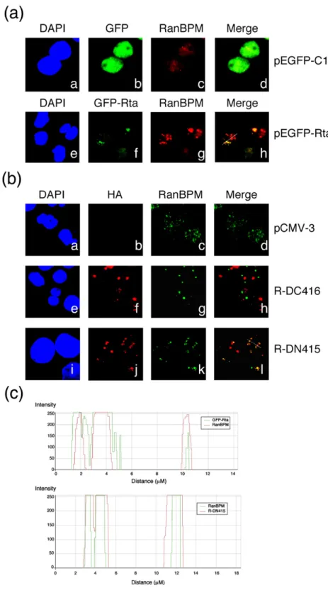 Fig. 4. Indirect immunofluores- immunofluores-cence analysis. P3HR1 cells were transfected with an empty vector (pEGFP-C1) (a, a–d), pEGFP-Rta (a, e–h), pHA-R-DC416 (b, e–h), pHA-R-DN415 (b, i–l), or pCMV-3 (b, a–d)