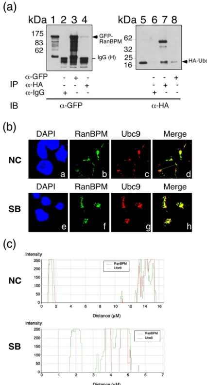 Fig. 6. Interaction between Ran– BPM and SUMO E2 (Ubc9). (a) 293T cells were cotransfected with pEGFP-RanBPM and pcDNA-Ubc9