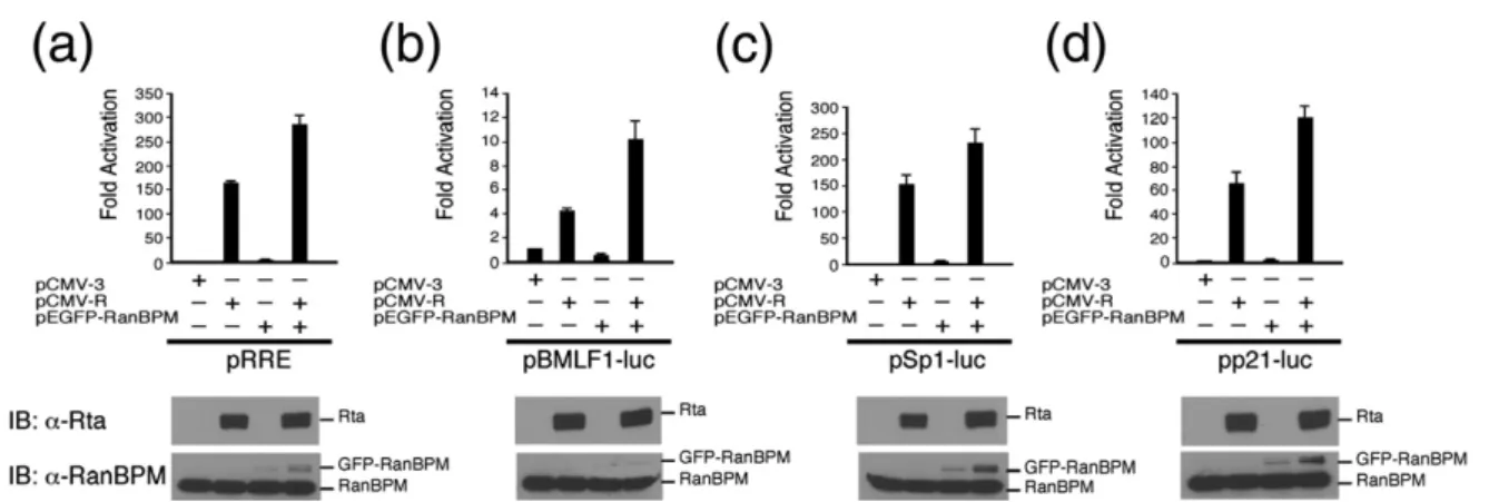 Fig. 7. RanBPM enhances the transactivation activity of Rta in EBV-negative Akata cells