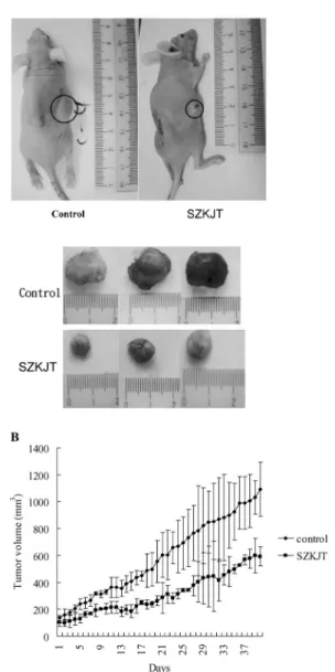 Fig. 6. SZKJT Inhibits Growth in Nude Mice