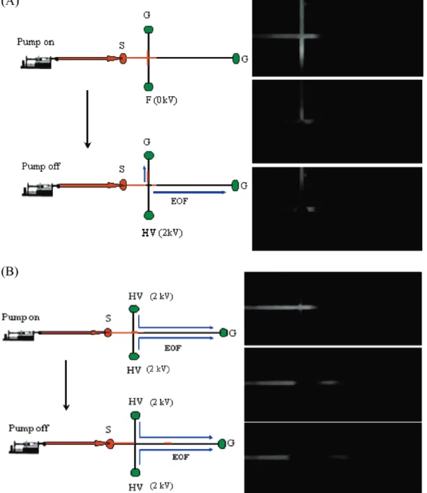 Figure 1. Sample injection by (A) HD method and (B) SHD method. In (A), F-E2 was delivered into the microchannel through port S using a syringe pump under a flow rate of 1 µ L/min; the HV and W reservoirs were kept floating (F) and grounding (G), respectiv