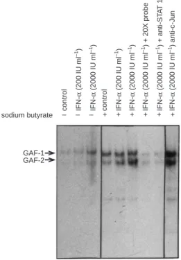 Figure 3 Sodium butyrate enhancement of STAT1 activation by IFN- α in