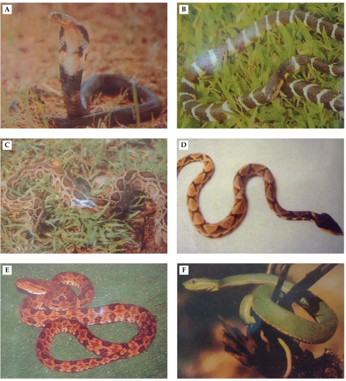 Figure 2. The six most commonly encountered indigenous venomous snakes in Taiwan. (A) Taiwan cobra (Naja naja atra)
