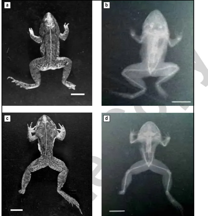 Fig. 2: No foot/partial foot. The tibiofibular bone was present but the tibiale and fibulare were shorter than normal bones in the right limb (a)
