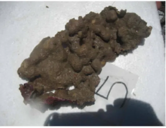 Figure 1. Octocoral Briareum excavatum. 