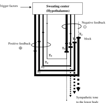 Fig. 3 The proposed effect of the level of blocking on emotional sweating control. The magnitude of nerve activity is proportional to the width of the lines