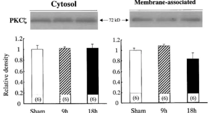 Figure 9 showed the changes of the RT-PCR product of the steady-state level of PKC- ␣ mRNA in rat liver during sepsis