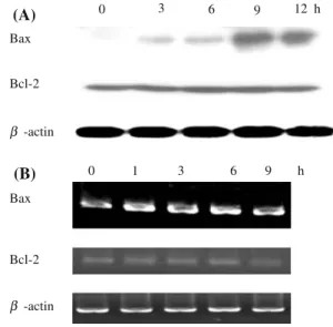 Fig. 3 Effect of CTX III on Bcl-2 family proteins in K562 cells. (A) Expressions of Bax and Bcl-2 proteins
