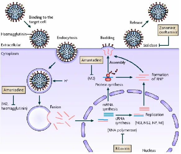Figure 1 - Possible pathways for preventing the infection of influenza viruses 