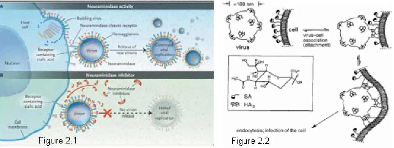 Figure 2 - Intervention of neuraminidase inhibitors and process of anchoring to host cell through HA 