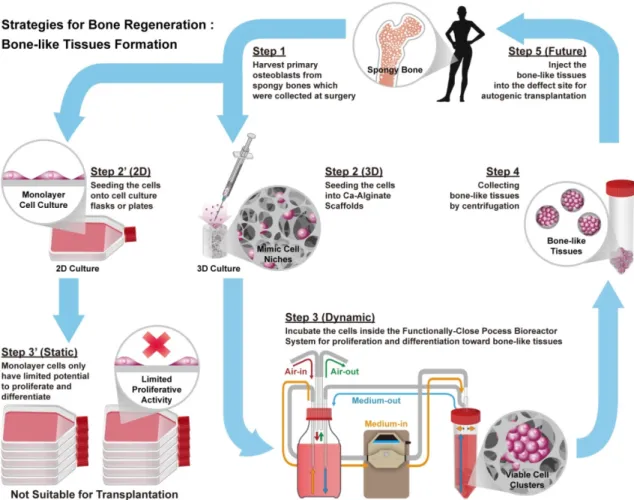 Figure 1. Schematic illustrations of the general concept and strategy for this study. Briefly, step 1 is to harvest human osteoblasts from cancellous bones which were 
