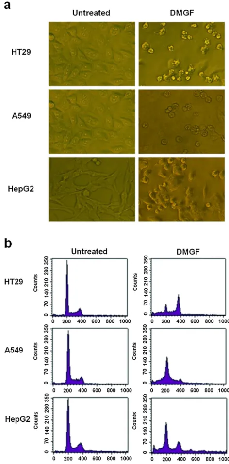 Figure 1. Effects of DMGF on (a) morphological changes (b) cell cycle in HT-29, A549 and HepG2 cells