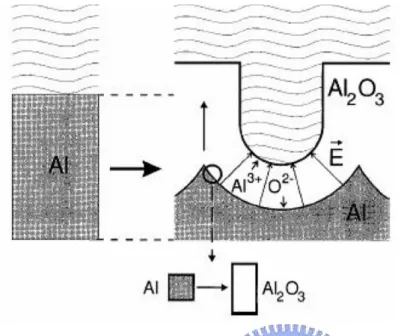 Fig. 1.3-2: The structure of AAO after anodization. 