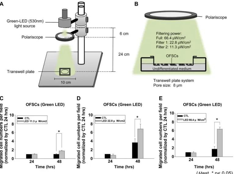 Fig. 1. Green light-emitting diode (LED) irradiation enhanced human orbital fat stem cell (OFSC) migration (A) Schema of LED photosystem