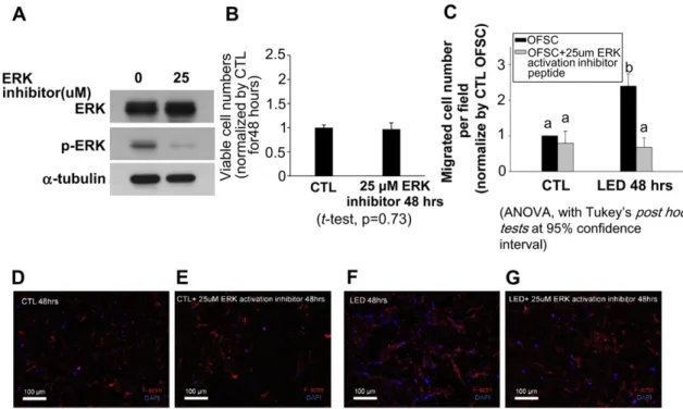 Fig. 6. Inhibition of ERK activity abrogated green LED irradiation-induced OFSC migration (A) Twenty-ﬁve m M ERK inhibitor blocked ERK phosphorylation in OFSCs within 2 h