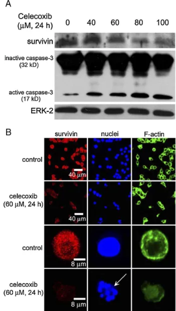 Fig. 3. The effect of celecoxib on the survivin protein expression and the activation of caspase-3