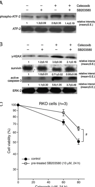 Fig. 7. The effect of the survivin gene knockdown on the protein levels of survivin and γ-H2AX and the celecoxib-induced cytotoxicity