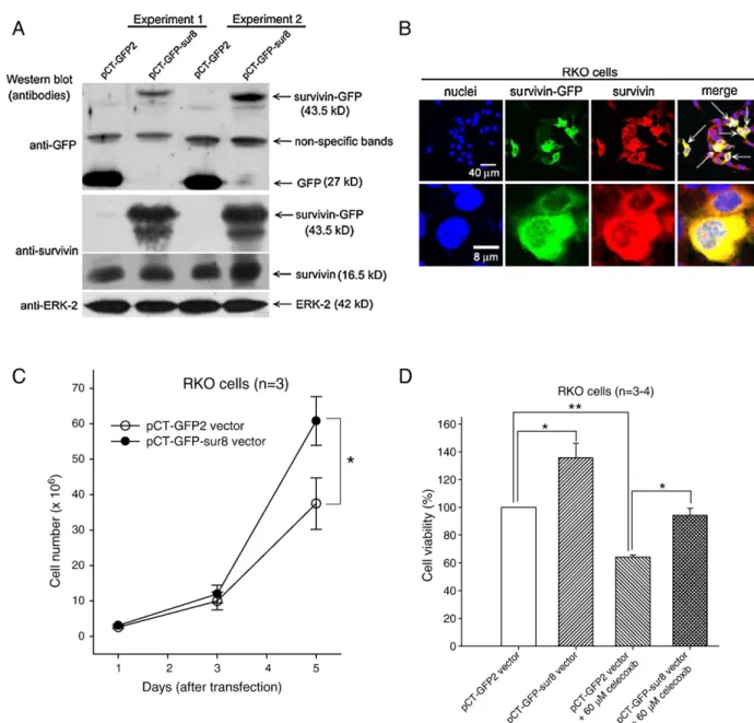 Fig. 8. The effect of the overexpression of survivin on the cell proliferation and the celecoxib-induced cytotoxicity