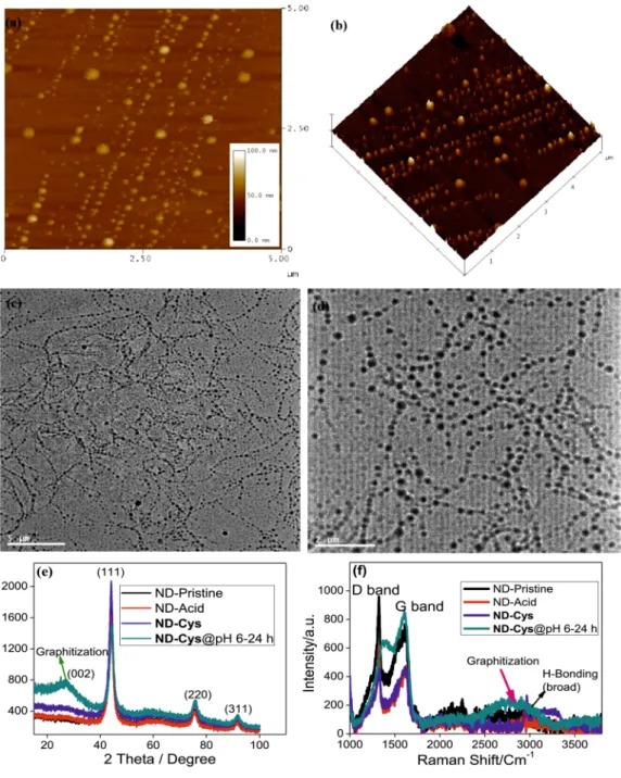 Figure 6. (a) AFM image of ND-Cys self-assembly after 3 hours at pH 6; (b) AFM height image representation 