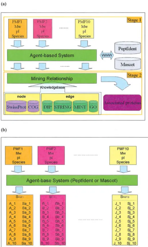Figure 1. (a) The system ﬂow of AgentMultiProtIdent. (b) An example of Stage 1 in AgentMultiProtI-