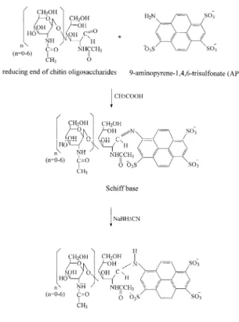 Fig. 1. Reaction scheme for the derivatization of chitin oligo-