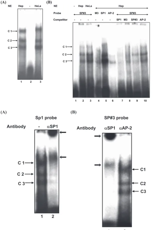 Fig. 6. Identification of authentic Sp1 binding sites by supershift assay. (A) Complex formation of the Sp1 consensus oligonucleotide probe with HepG2 nuclear extract in the absence (lane 1) and  pres-ence of an antibody specific to Sp1 factor (lane 2)