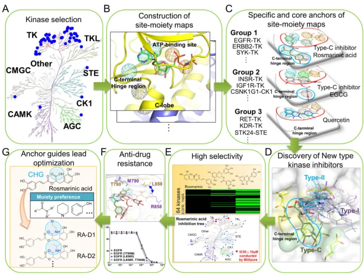 Figure 1.  Overview of the quantification of binding specificity and discovery of type-C inhibitors for  tyrosine kinases