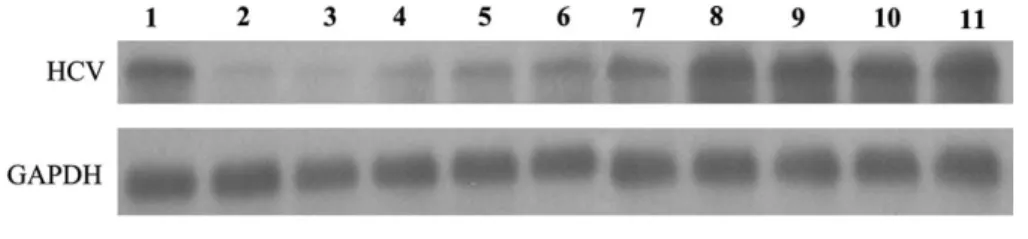 Fig. 1. Eﬀect of fatty acids on HCV RNA replication in replicon cells containing HCV subgenomic RNA (Ava5 cells)