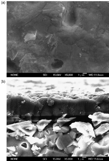 Fig. 4. SEM images of an m-CNTs/NaClO 4 /Ppy ﬁlm on an alumina substrate: (a) top