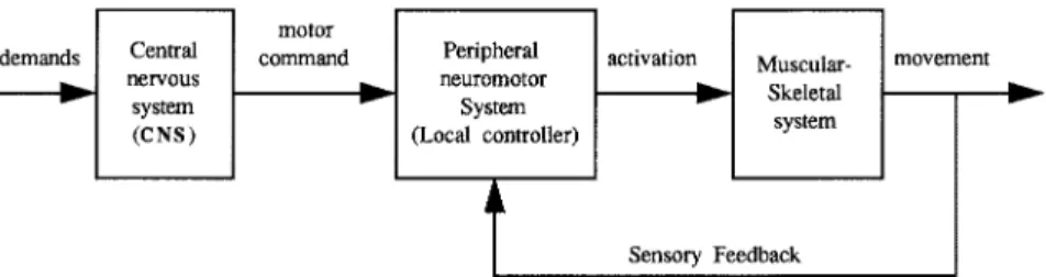 Fig. 1. A simplified human motor control block diagram.