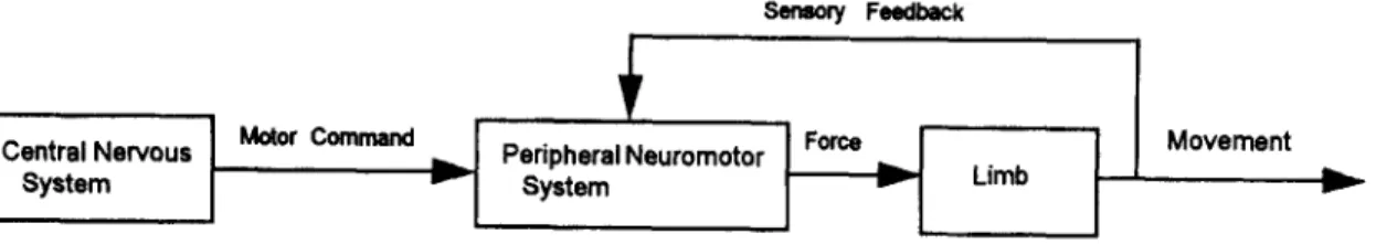 Fig.  1.  A  simplified  block  diagram  of the  neuromuscular  system. 
