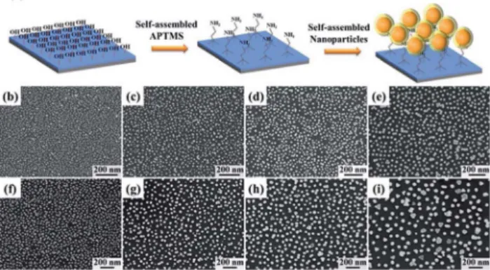 Fig. 4 (a) Schematic diagram for self-assembly NPs. The SEM images