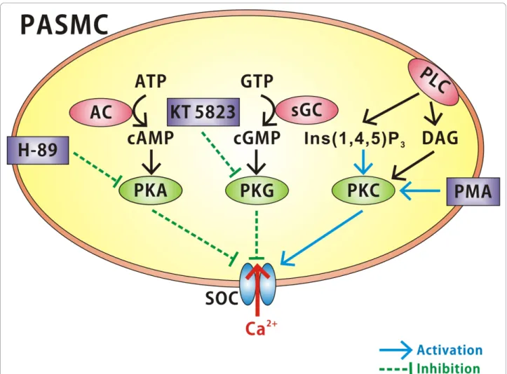 Figure 7 Diagram highlighting protein kinase modulation of SOCs in rat PASMCs. Note that protein kinase G (PKG) and protein kinase A (PKA) inhibit SOC currents whereas protein kinase C (PKC) appears to activate SOC currents