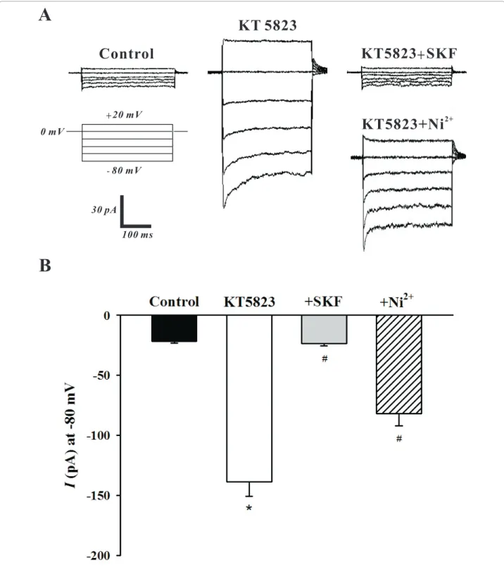 Figure 2 PKG inhibition by KT5823 augments SOC whole cell currents. Using whole cell patch clamp electrophysiology, PASMCs were voltage clamped and then periodically exposed to a step protocol (-80 mV to +20 mV, 20 mV increments, 300 ms duration) in the ab