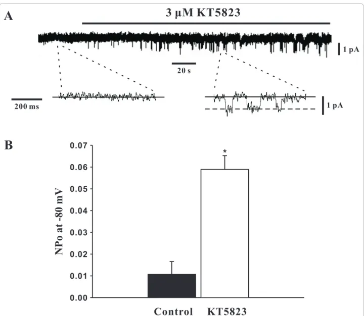 Figure 3 PKG inhibition by KT5823 augments single channel SOC activity. Using cell attached patch clamp electrophysiology, single channel SOC activity in PASMCs was assessed (holding potential, -80 mV) in the absence and presence of 3 μM KT5823