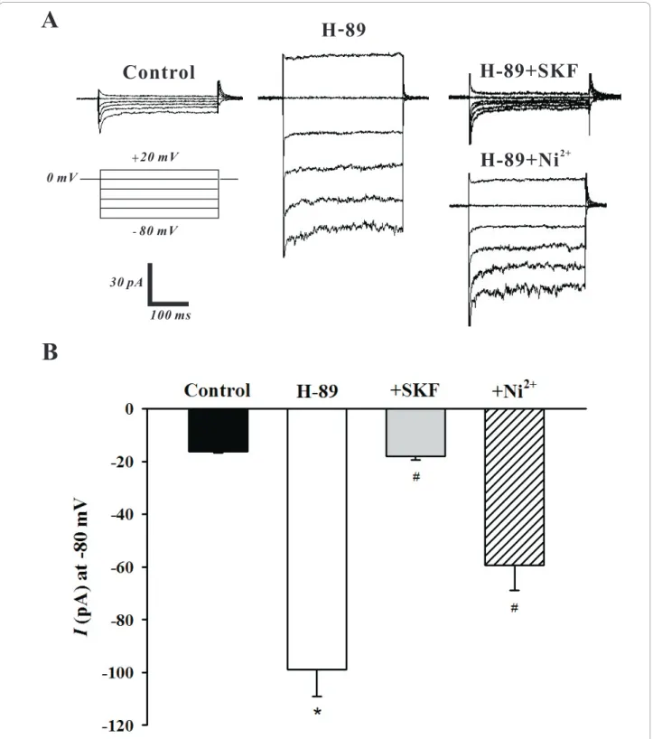Figure 4 PKA inhibition by H-89 augments SOC whole cell currents. Using whole cell patch clamp electrophysiology, PASMCs were voltage clamped and then periodically exposed to a step protocol (-80 mV to +20 mV, 20 mV increments, 300 ms duration) in the abse