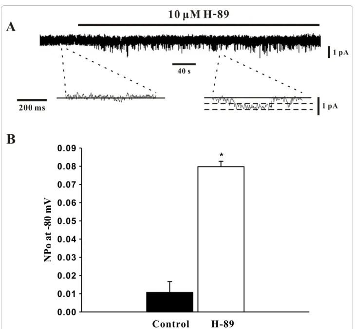 Figure 5 PKA inhibition by H-89 augments single channel SOC activity. Using cell attached patch clamp electrophysiology, single channel SOC activity in PASMCs was assessed (holding potential, -80 mV) in the absence and presence of 10 μM H-89