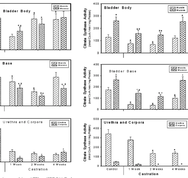 Figure 2 presents the effect of castration on citrate synthase activity. The citrate synthase activity of the bladder body and base, muscle and mucosa decreased over the first week following castration, remained low at 2 weeks and then returned toward cont