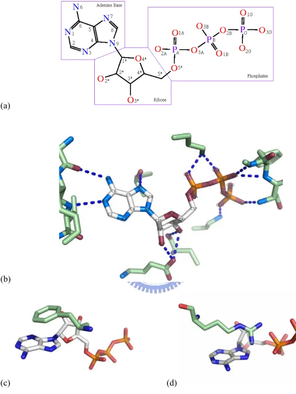 Figure 1.  Properties of ATP.  (a) Molecular structure and chemical groups of ATP.  The  atoms are labeled according to the IUPAC_IUB JCBN naming system