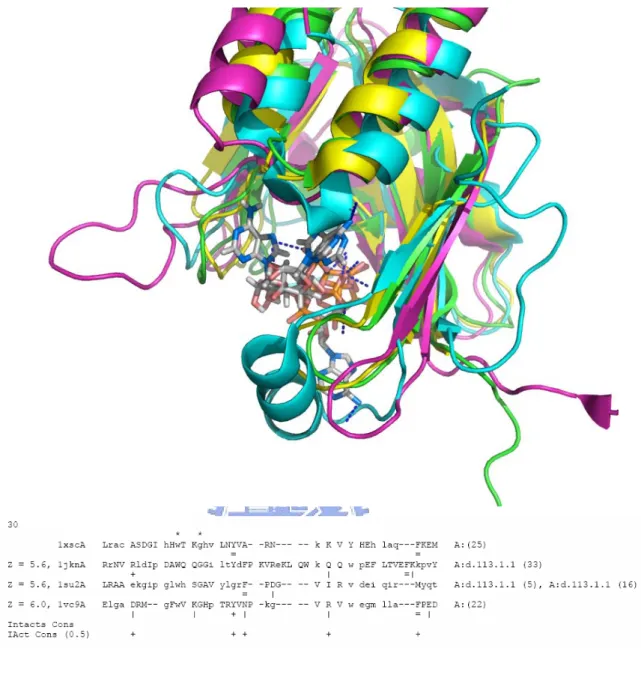 Figure 5.  The CE structural alignments and the interaction profile of the ATP-binding  pockets of the cluster 30
