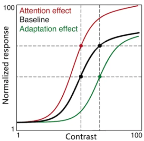Figure 1 describes how transient attention and adapta- adapta-tion affect the contrast response funcadapta-tion in visual  neu-rons [23, 24]