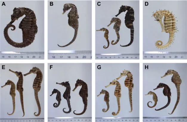 Fig. 2 e Pictures of dried seahorses of different Hippocampus species: (A) H. algiricus (TS20MO-1); (B) H